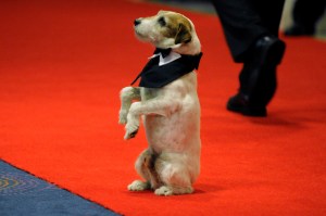 “Uggie”, el terrier de “El Artista”, es coronado como el mejor perro de película en Cannes (Fotos)