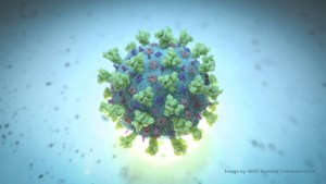 Pacientes sin síntomas de coronavirus tendrían una respuesta inmune más débil