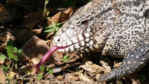 Advierten sobre la presencia de lagartos invasores en EEUU que podrían poner en peligro a otras especies