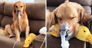 Usaron un nebulizador para salvar a su perro y jamás imaginaron la reacción del animal