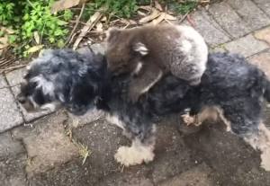 Lo confundió con su mamá: Perro salió y volvió a casa con un bebé koala a cuestas (VIDEO)
