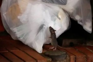 Tras dos meses sin restos de comida de los restaurantes, las ratas pueden estar más agresivas (Video)