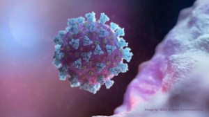 Una investigación revela la biología compleja detrás de la pandemia de coronavirus