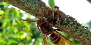 Cuatro mitos sobre el “avispón asesino”, el insecto que causa temor en EEUU