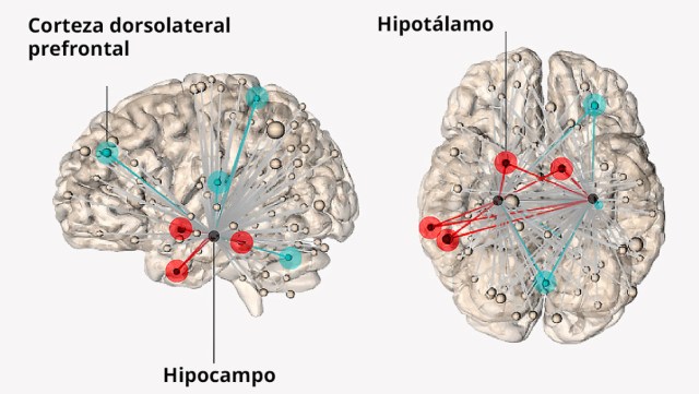 https://www.lapatilla.com/wp-content/uploads/2020/05/cerebro-humano.jpg?resize=640%2C361