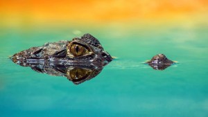 ¡Solo en Miami! Encontraron un cocodrilo relajándose sobre otro inflable en la piscina de su casa (FOTO)