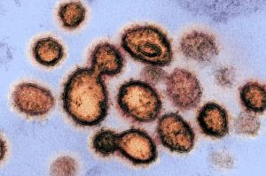 ¿Un parásito molecular puede extinguir al coronavirus?