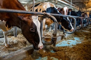 Los agricultores estadounidenses sacrifican vacas en medio de la escasez de carne por coronavirus