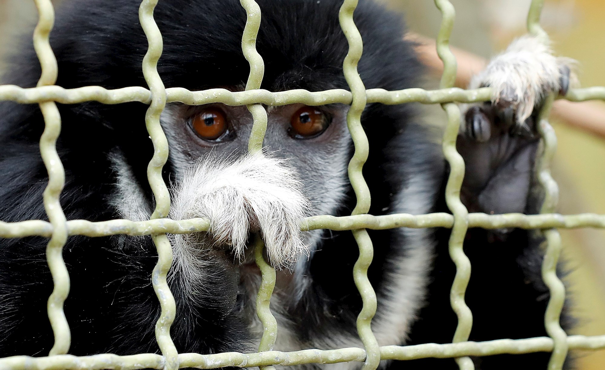 WWF: Cierre de mercados ilegales de animales es vital para seguridad sanitaria