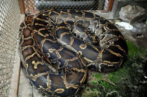 La policía de NY rescata una serpiente de 8 pies en El Bronx