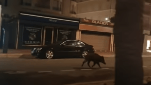 A falta de festival en Cannes, un jabalí dio un paseo por el bulevar de la Croisette (Video)