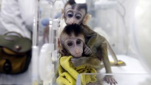 Vacuna probada en macacos para curar el coronavirus se muestra eficaz contra el desarrollo de la neumonía