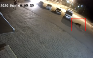 ¡INSÓLITO! Un oso que fue visto corriendo en calles se lanzó sobre un hombre y lo mordió (VIDEOS)