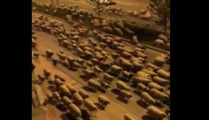 Rebaño de ovejas invaden una ciudad turca mientras los residentes están confinados por el coronavirus (Video)