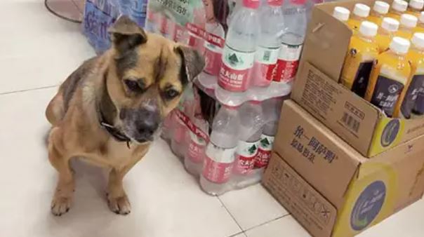 ¡Awww! El conmovedor perrito que esperó más de tres meses a su dueño en un hospital de Wuhan