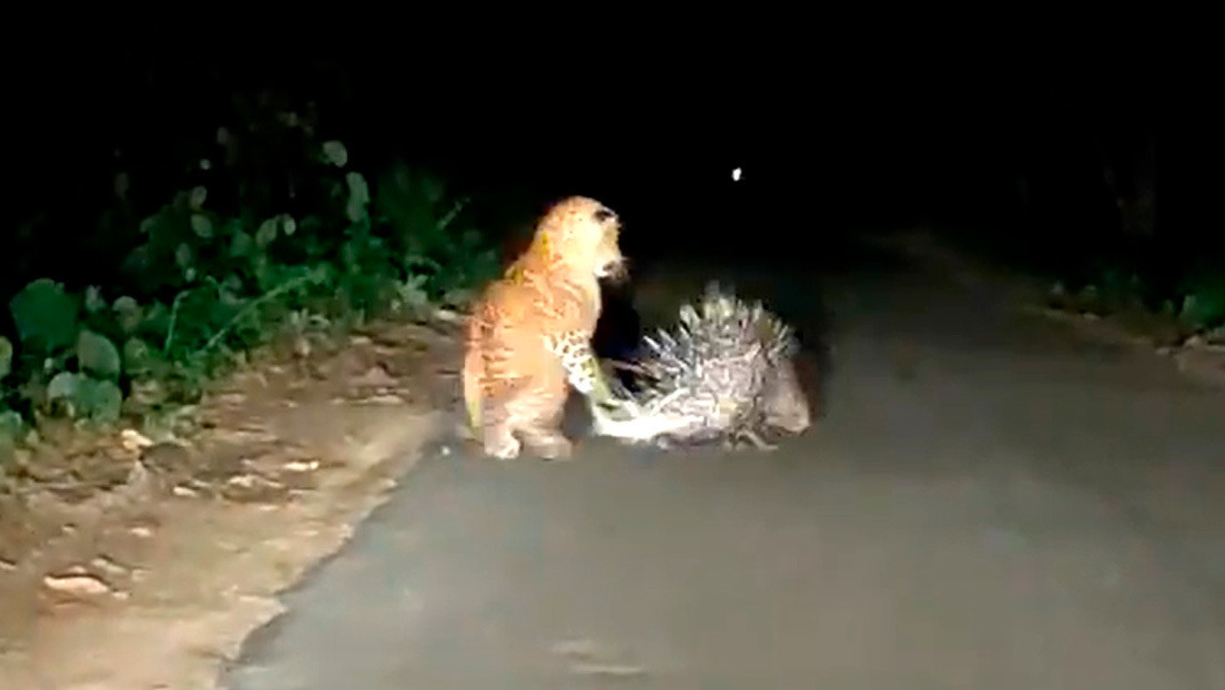 VIRAL: Un puercoespín le enseñó una dolorosa lección al leopardo que lo acechaba (Video)