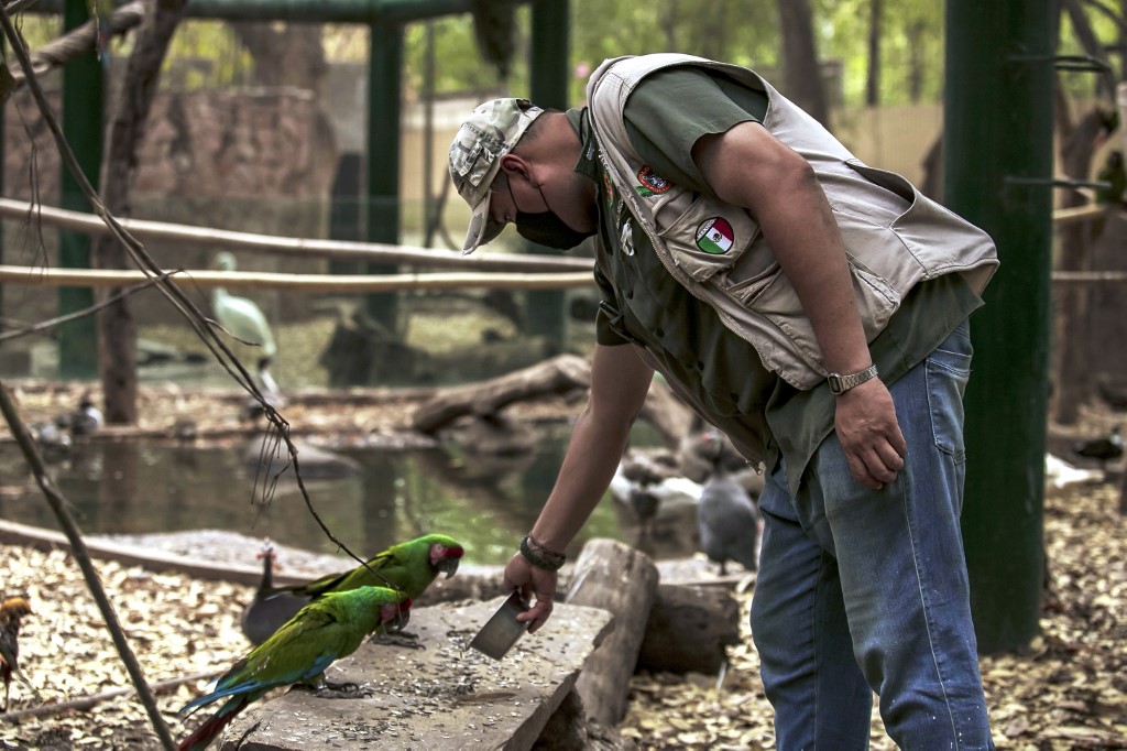Zoológico mexicano acoge a animales silvestres que sufren coletazos de la pandemia