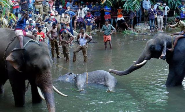 Un detenido en India por la muerte de una elefanta que comió fruta con explosivos