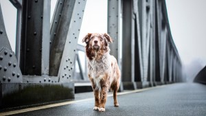 VIRAL: Un perrito espera a su dueño durante días en el puente donde éste se quitó la vida (FOTOS)