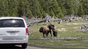 VIRAL: La batalla a muerte entre un oso grizzly y un bisonte en Yellowstone… solo uno  queda en pie (VIDEO)