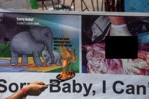 El mundo conmocionado por la muerte de una elefante embarazada luego de comer piña con explosivos 