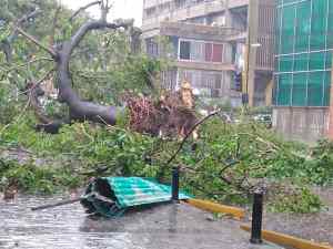 Fuertes ventarrones tumbaron numerosos árboles en Caracas este #8Jun (Fotos y Videos)