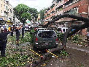 En imágenes: Así fue la magnitud del intenso ventarrón que pulverizó árboles en Caracas