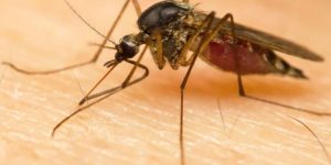 Reportan 10 personas infectadas con el virus del Nilo Occidental en Miami-Dade