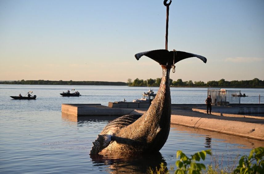 La ballena que apareció muerta cerca de Montreal probablemente fue víctima de un barco