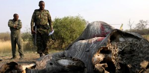 Misterio en África: Murieron 154 elefantes en cadena a causa de un mal sin identificar y piden ayuda a todo el mundo