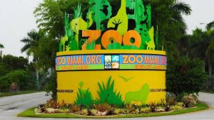 Zoo Miami da la bienvenida al nacimiento del lémur de Mangosta en peligro de extinción