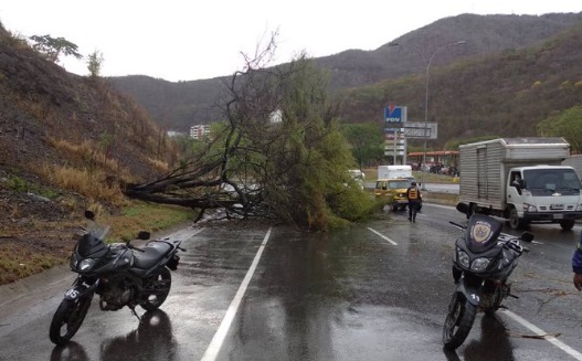 Reportan un árbol caído en la autopista Gran Mariscal de Ayacucho #9Jun (Foto)