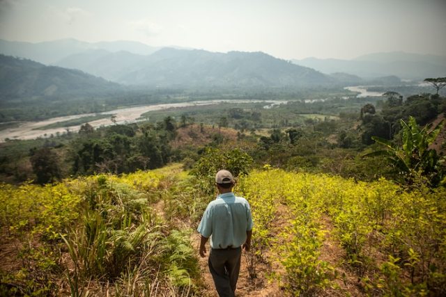 Un agricultor de coca camina entre sus plantas en la selva central del Perú en 2012. (Ernesto Benavides)