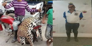 Capturan a sujeto acusado de matar a un jaguar en Barinas