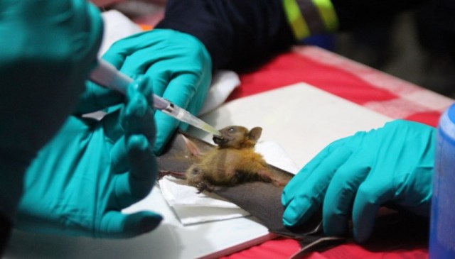 Hallan cientos de nuevos coronavirus en murciélagos de China