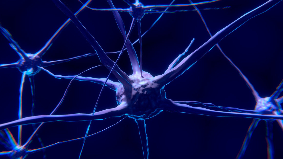 Científicos descifraron los circuitos neuronales implicados en la toma de decisiones