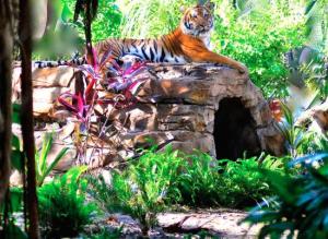 Palm Beach Zoo anuncia fecha de reapertura