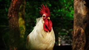 Pollos salvajes se convierten en una plaga en Nueva Zelanda tras la cuarentena por el coronavirus