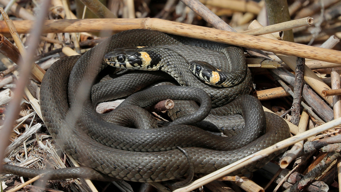 ¡Increíble! Una de las serpientes más letales del mundo lo mordió dos veces…pero logró sobrevivir