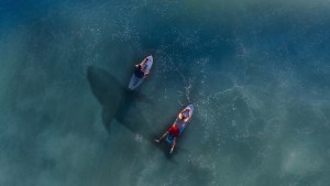 Captaron cómo un “pequeño” tiburón blanco acechaba a surfistas en Sudáfrica (Video)