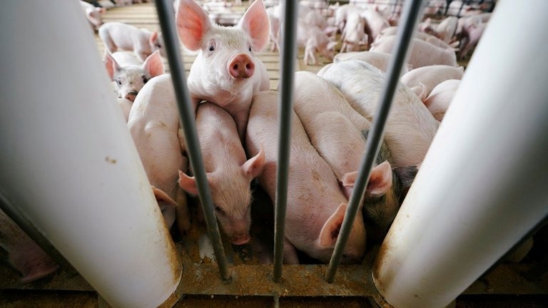Falta de cazadores y carniceros podría provocar un “sacrificio masivo” de cerdos en Reino Unido