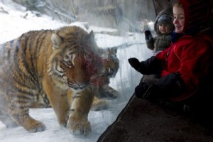 Una cuidadora del zoológico de Zúrich herida de muerte por un tigre