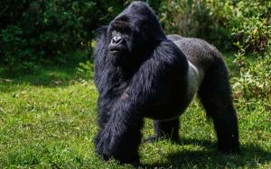 Condenado a 11 años de prisión en Uganda por matar al popular “Rafiki”, un gorila de espalda plateada