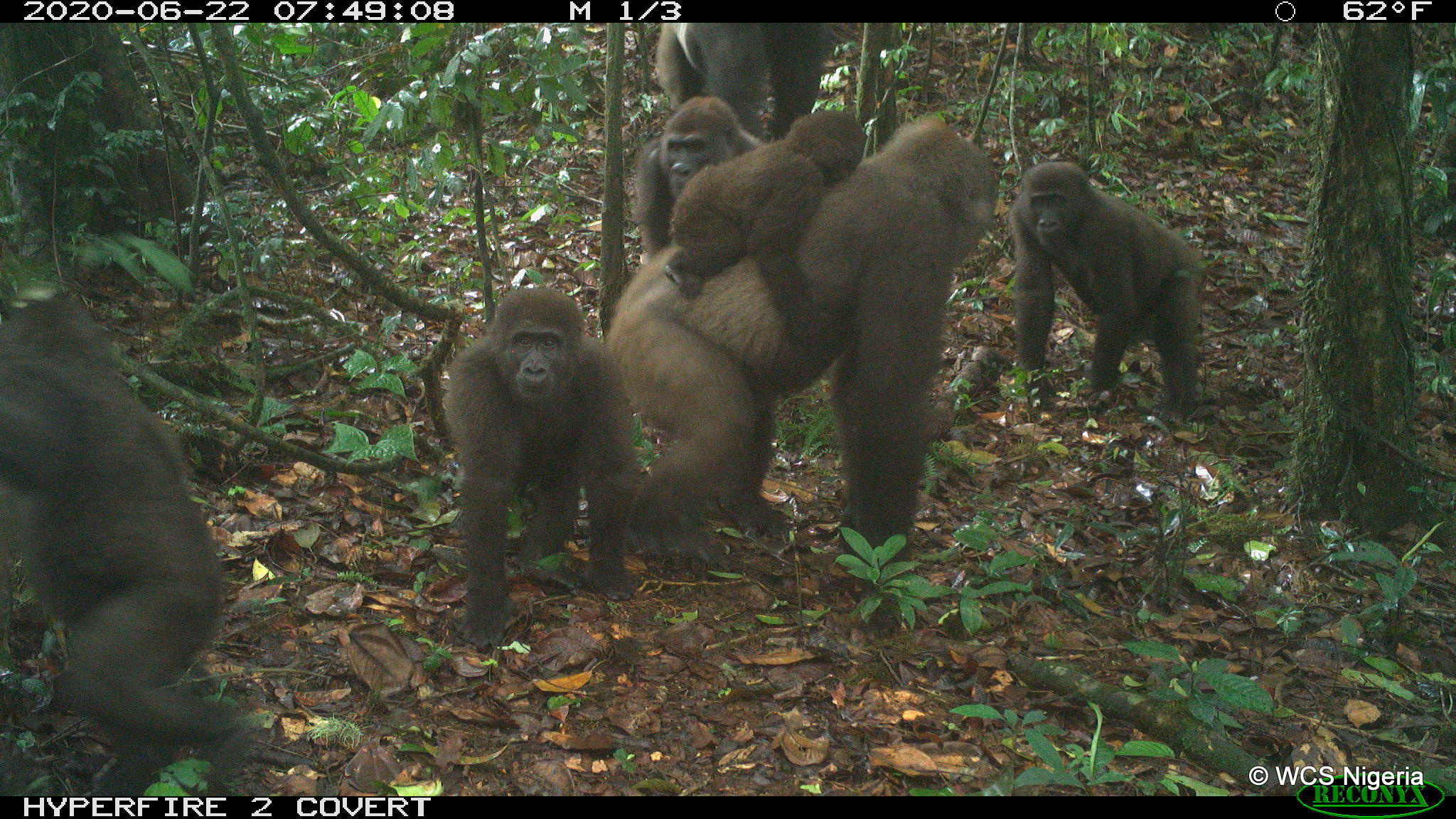 Las asombrosas fotos que prueban que una subespecie de gorilas que se creyó extinta se está reproduciendo con éxito