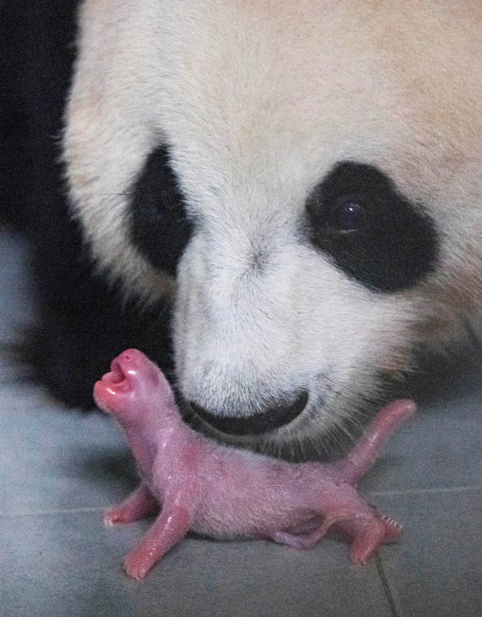 Un panda gigante chino da a luz en zoológico de Corea del Sur (Fotos)