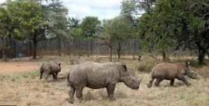 Sudáfrica redujo a la mitad la caza furtiva de rinocerontes