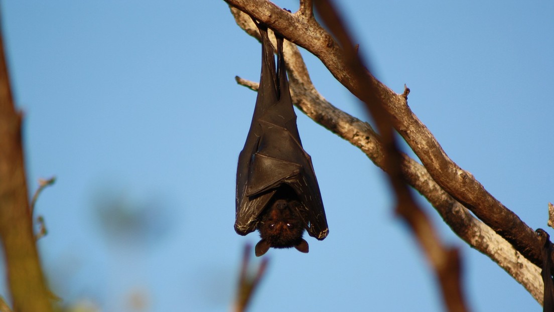VIRAL: El murciélago TAMAÑO HUMANO que tiene asustadas a las personas en Filipinas (FOTOS)