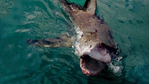 Pescador australiano logró escapar de la boca de un tiburón… pero murió desangrado en los brazos de su hermano