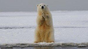 ¿Por qué casi todos los osos polares podrían desaparecer antes del año 2100?