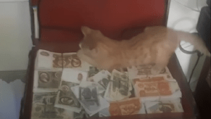 ¡Con las “patas en la masa”! Una gata roba dinero de un maletín en un bar ruso (VIDEO)